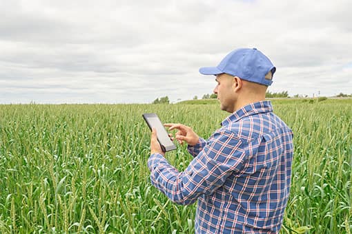 Male farmer standing in field of corn wearing a plaid shirt and blue baseball cap. He is holding a tablet device and reviewing the screen.